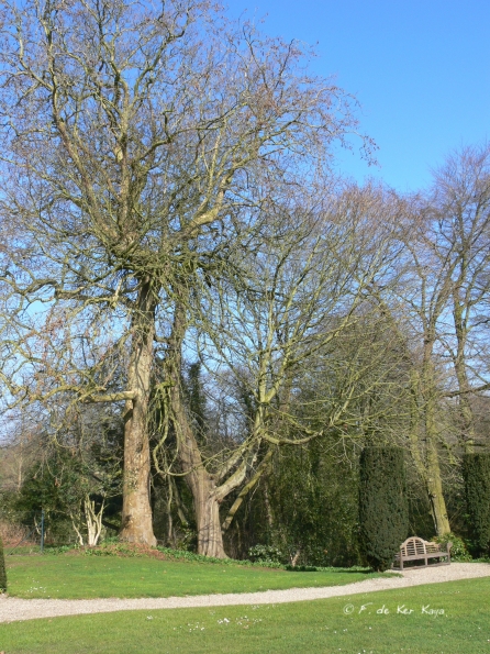 Bois des Moutiers (7) mars 2012